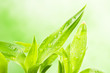 Fresh Bamboo with drops on colorful background