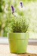 Rosemary