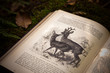 Historisches Buch im Wald