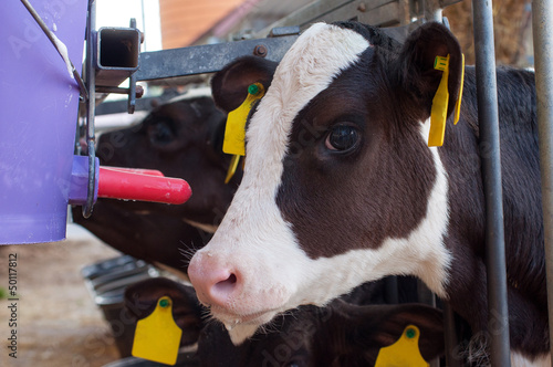Photo: Kalb beim Milch trinken Kalb beim Milch trinken