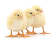 three cute chicks isolated on white