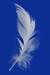 Feather Cut Out