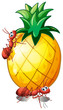 A pineapple fruit with two ants