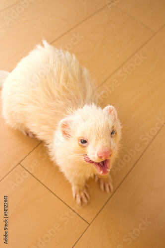 Photo: フェレット フェレット