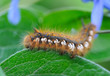 A caterpillar is on a sheet, close-up