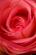 Foto: rose rose