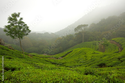 Photo: Tea gardens, Munnar, India Tea gardens, Munnar, India