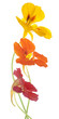 nasturtium