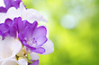 Photo: Fresh fresia flowers Fresh fresia flowers
