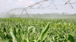 Irrigation of corn fields