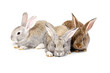 easter rabbits