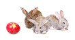 easter rabbits