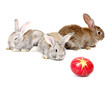 easter rabbits