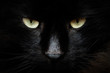 Occhi di gatto