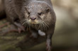 small-clawed otter