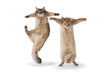 03-dance cat