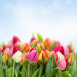 tulips in garden