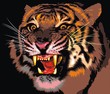 tiger of the jungle