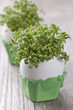 Garden cress