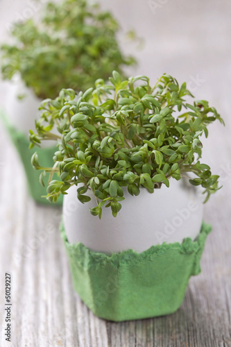 Photo: Garden cress Garden cress