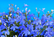 Lobelia flowers