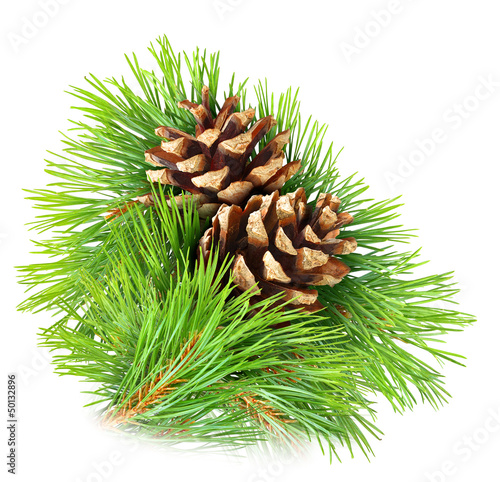 Photo: Pine branch isolated on white Pine branch isolated on white