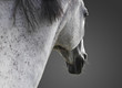 weißes Pferd portrait