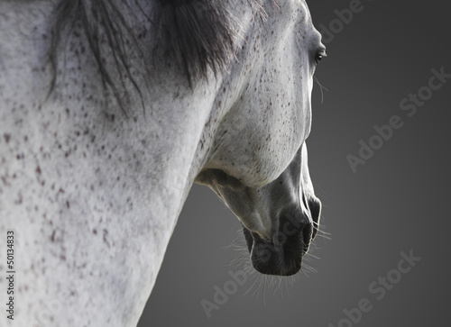 Photo: weißes Pferd portrait weißes Pferd portrait