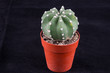 Foto: Small Cactus plant in a red pot, over black background Small Cactus plant in a red pot, over black background