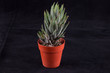 Foto: Green fat plant on a small red pot, black background Green fat plant on a small red pot, black background