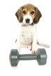 Personal beagle training