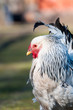 Foto: Huhn Huhn