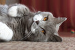 Britisch Kurzhaar Katze