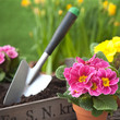 Blumen umtopfen im Garten III