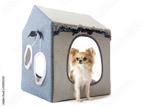 Photo: chihuahua in house dog chihuahua in house dog