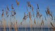Strandhafer und Meer