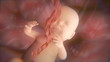 Video: The Baby In The Womb The Baby In The Womb