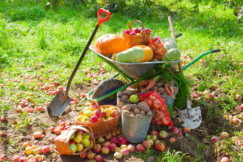 Photo: crop of vegetables in the garden crop of vegetables in the garden