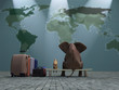 dog and elephant travel the world