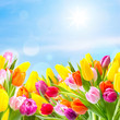Tulpenwiese
