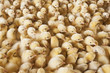 Large group of baby chicks on chicken farm