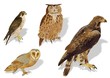 Greifvögel