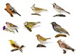 Vögel