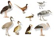 Vögel