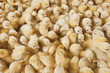 Large group of baby chicks on chicken farm