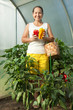 woman  picking   pepper