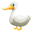 A white duck