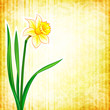 Flower background - narcissus
