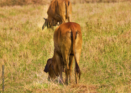 Photo: Brown cow in the farmland Brown cow in the farmland