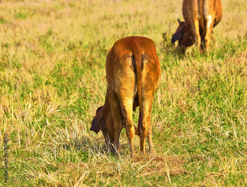 Photo: Brown cow in the farmland Brown cow in the farmland